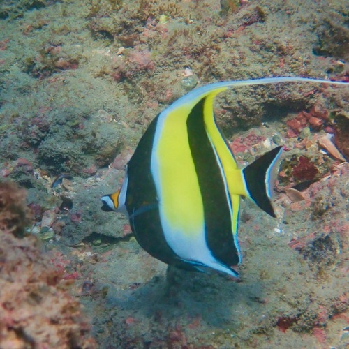 Moorish Idol (Zanclus cornutus)
