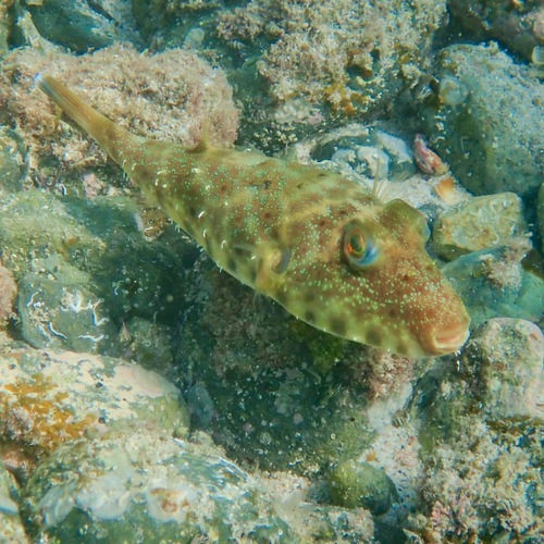 Longnose Puffer (Sphoeroides lobatus)