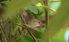 Cantorchilus leucotis