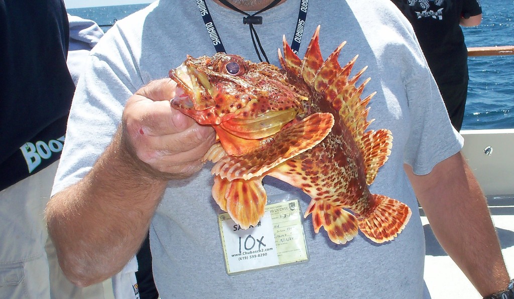 California Scorpionfish