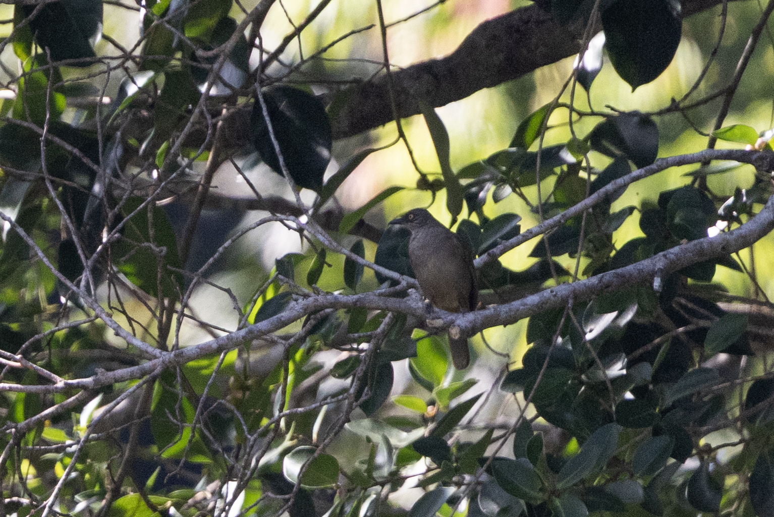 Olive-winged Bulbul (Pycnonotus plumosus), photo 6