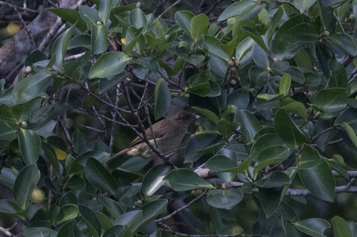 Asian Red-eyed Bulbul (Pycnonotus brunneus), photo 10