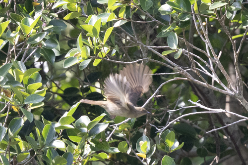 Asian Red-eyed Bulbul (Pycnonotus brunneus), photo 8