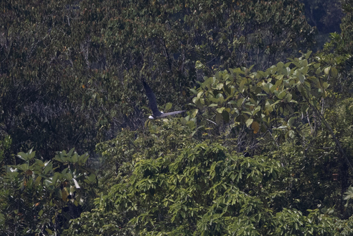 Haliaeetus leucogaster