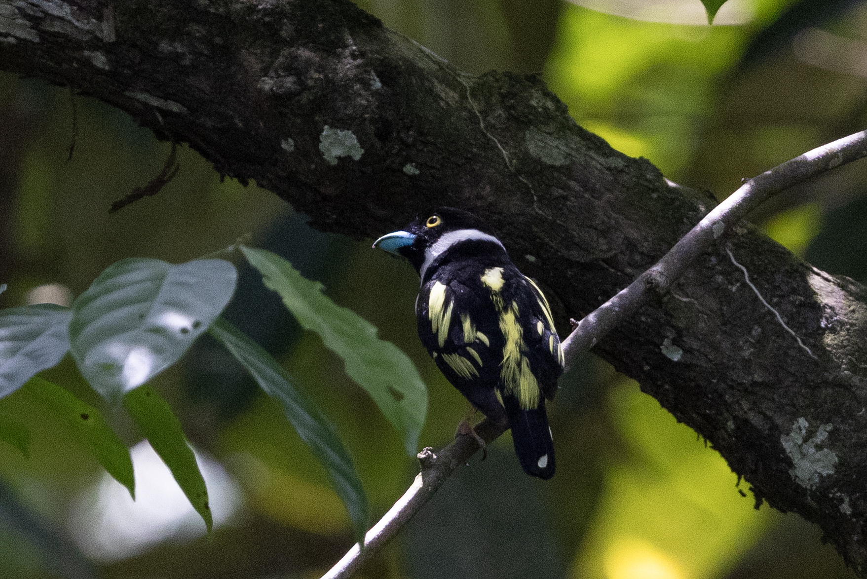 Black-and-yellow Broadbill (Eurylaimus ochromalus), photo 9