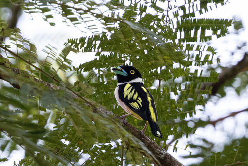 Eurylaimus ochromalus