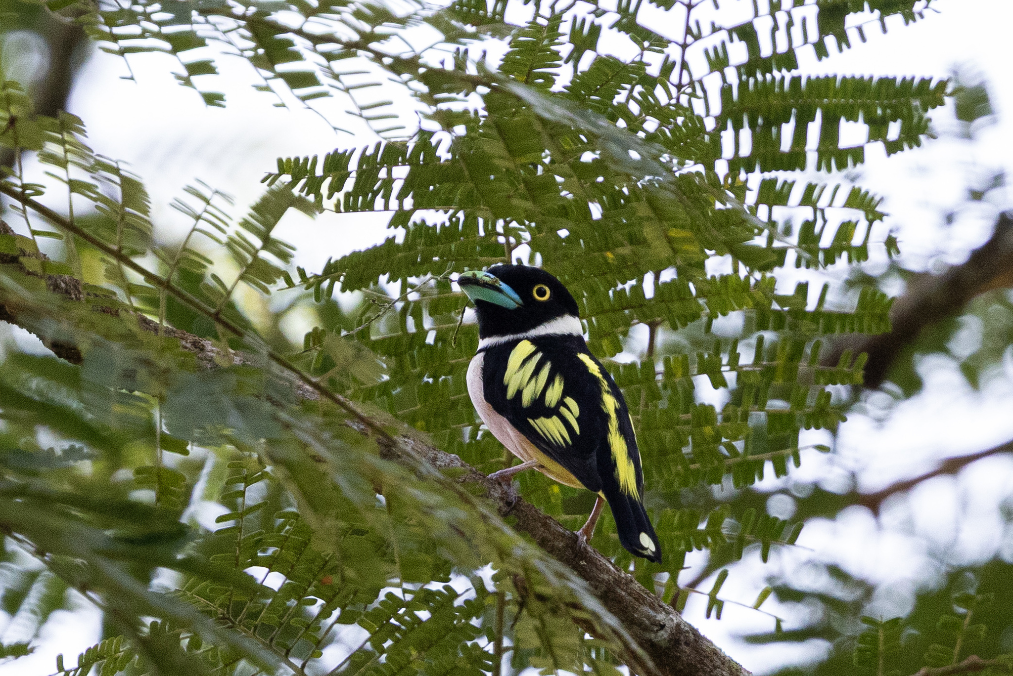 Black-and-yellow Broadbill (Eurylaimus ochromalus), photo 1