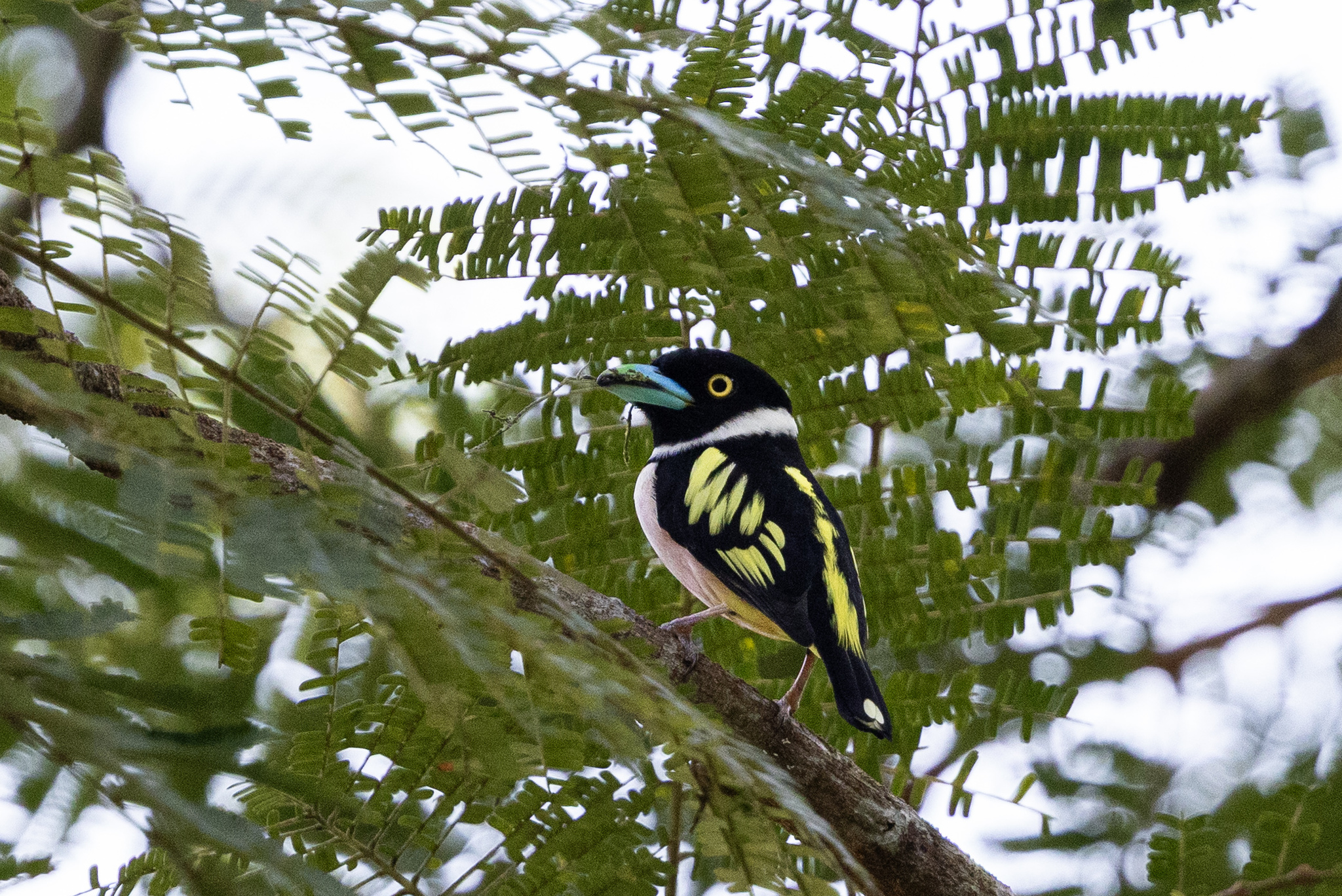 Black-and-yellow Broadbill (Eurylaimus ochromalus), photo 2