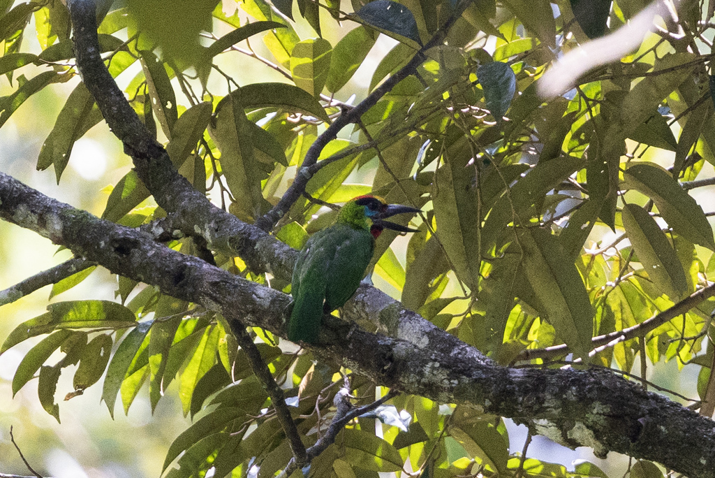 Red-throated Barbet (Psilopogon mystacophanos)