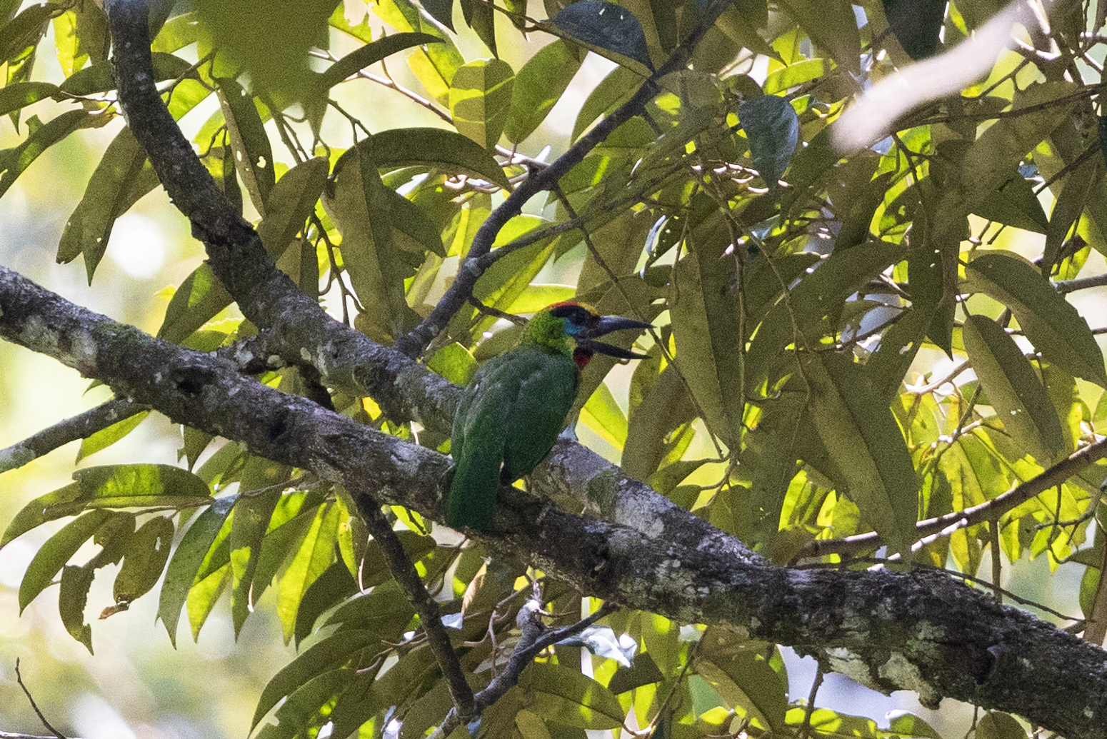 Red-throated Barbet (Psilopogon mystacophanos), photo 1