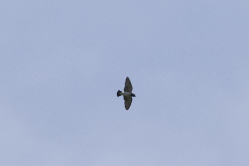 Artamus leucorhynchos