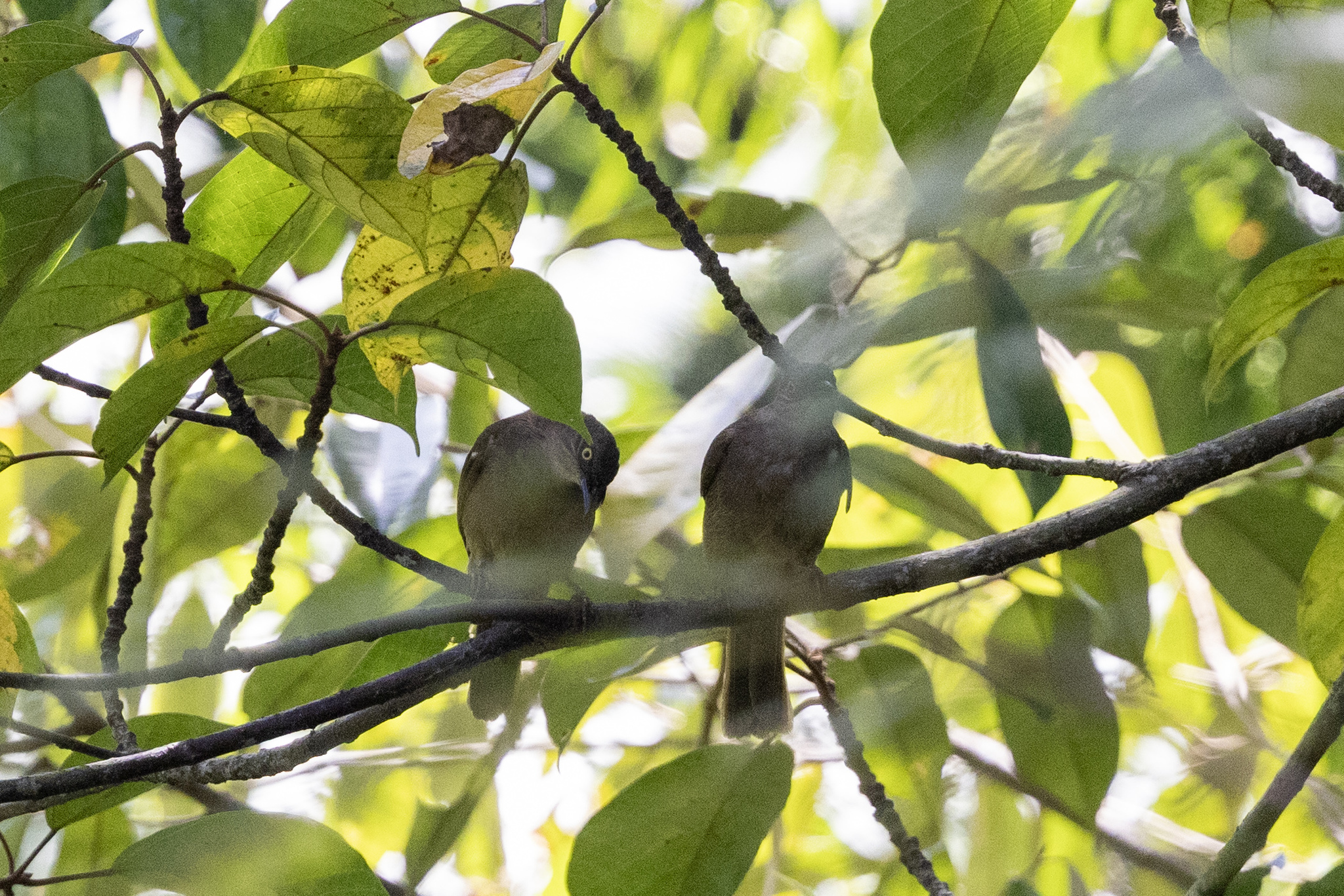 Olive-winged Bulbul (Pycnonotus plumosus), photo 2