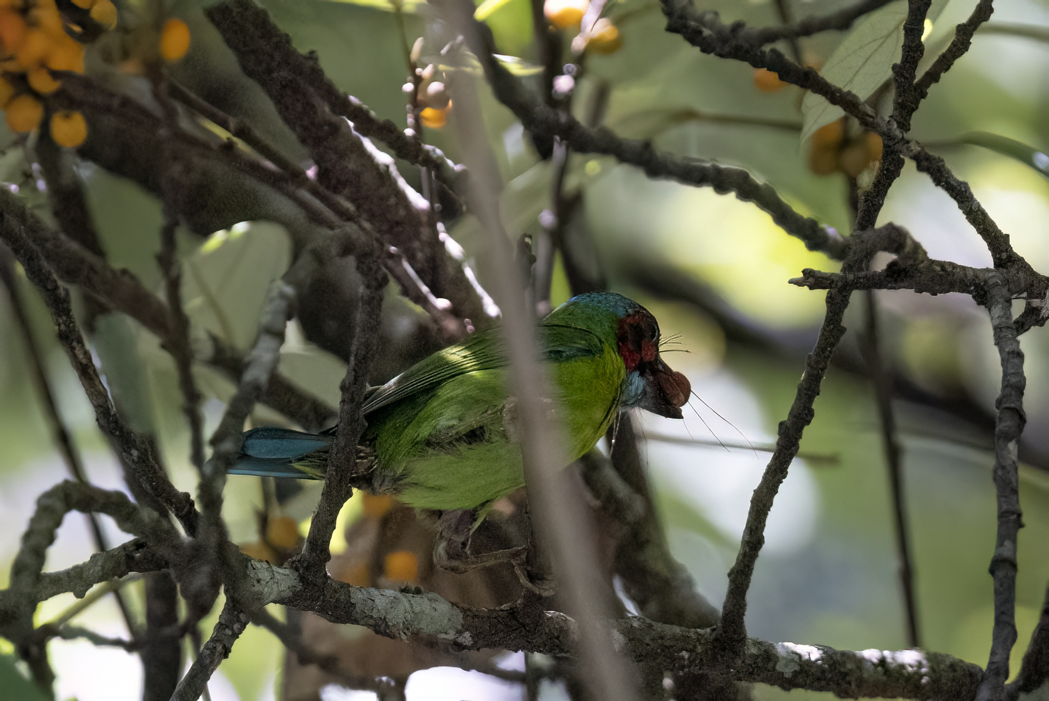 Black-eared Barbet (Psilopogon duvaucelii), photo 3