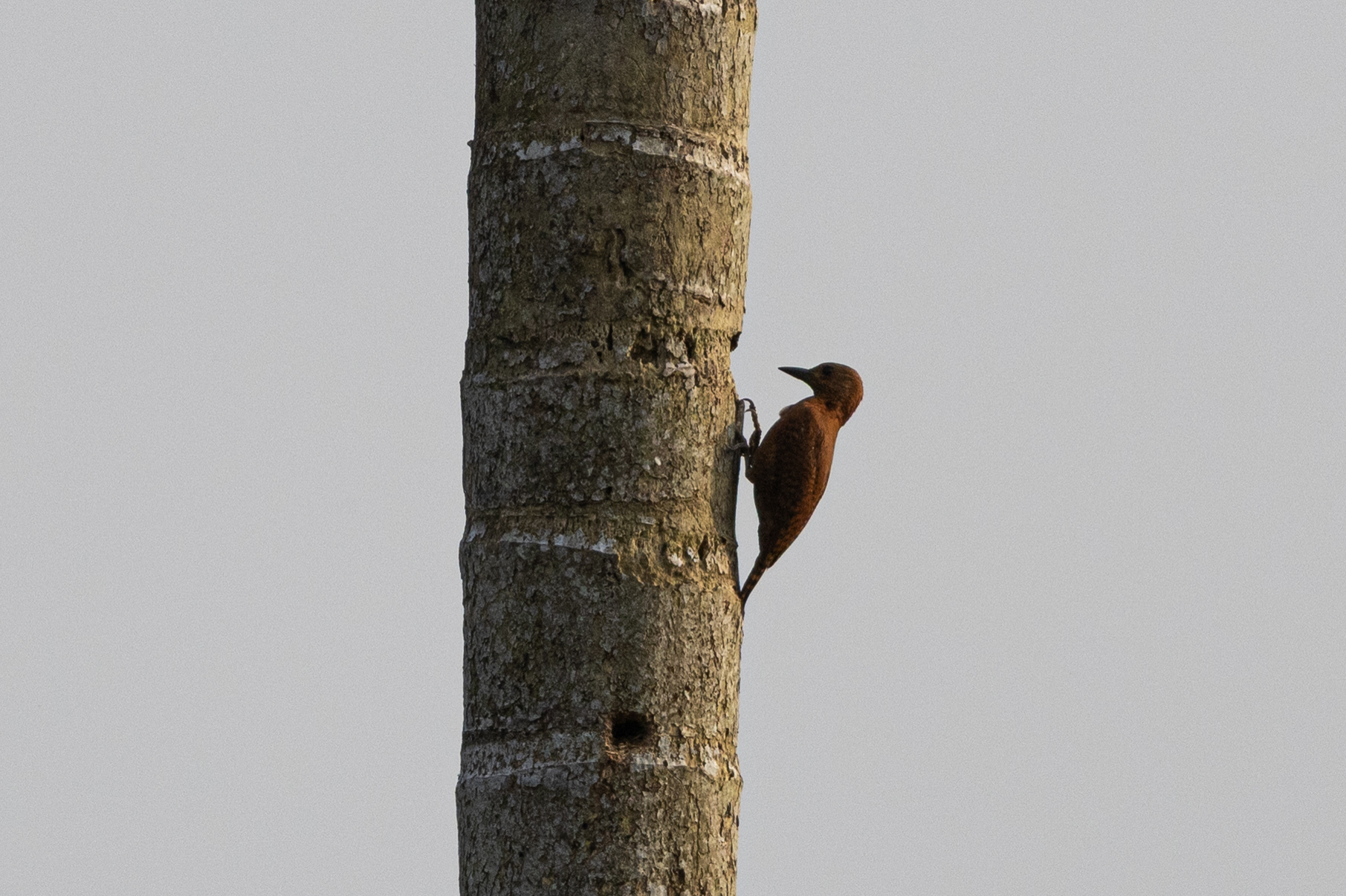 Rufous Woodpecker (Micropternus brachyurus), photo 1