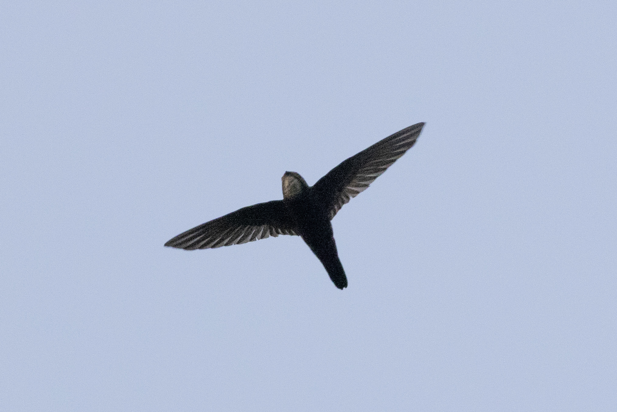 House Swift (Apus nipalensis), photo 8