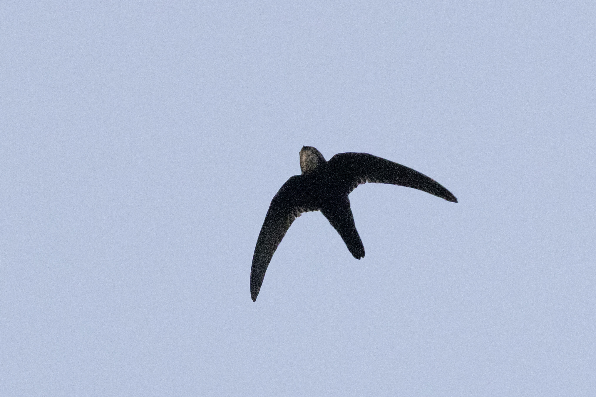 House Swift (Apus nipalensis), photo 9