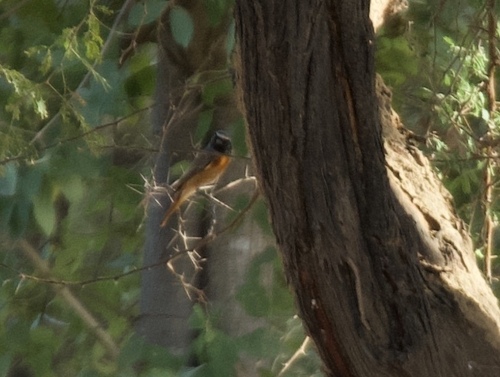 Common Redstart
