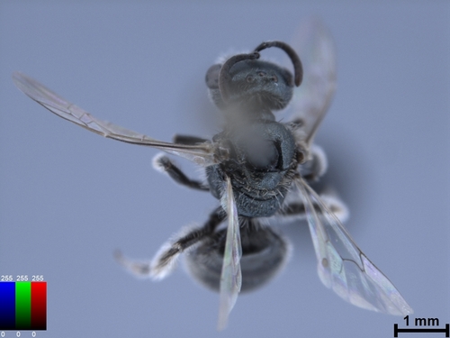 iNaturalist observation photo of Incomplete Sweat Bee