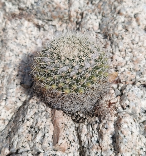 Mammillaria petrophila