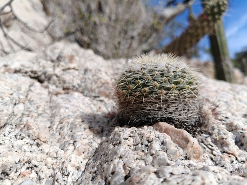 Mammillaria petrophila