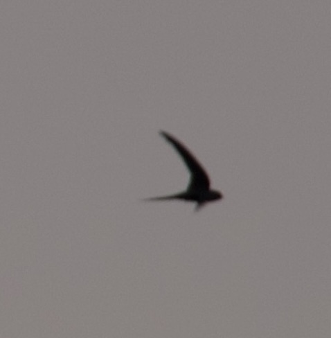 African Palm Swift