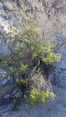 Prunus fremontii