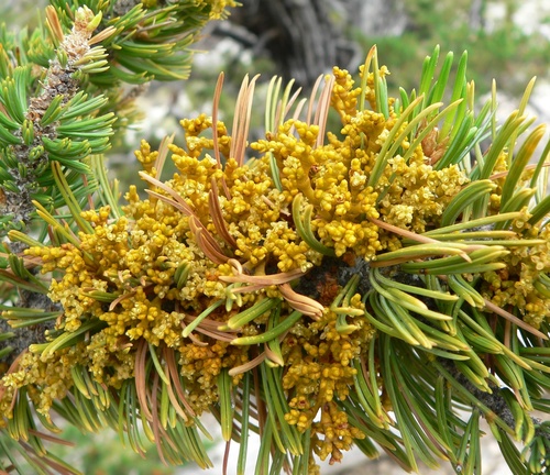 Limber Pine Dwarf-Mistletoe (Arceuthobium cyanocarpum)