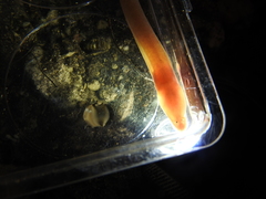 Ophisternon infernale