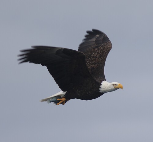 Bald Eagle photographed in Maine