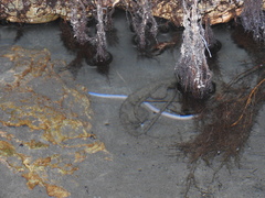 Ophisternon infernale