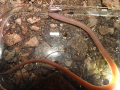 Ophisternon infernale