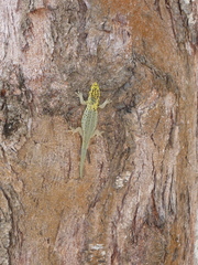 Lygodactylus picturatus