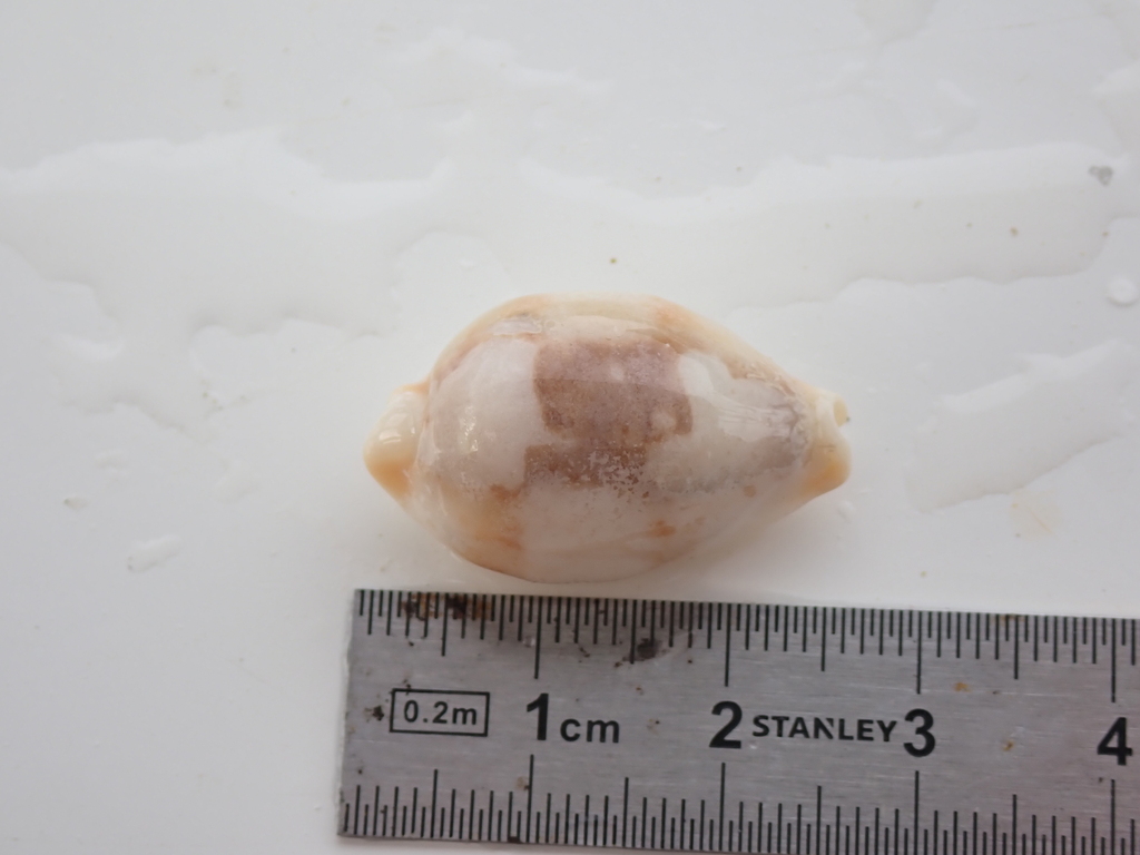 Stolid cowrie