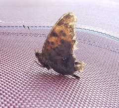 Polygonia interrogationis