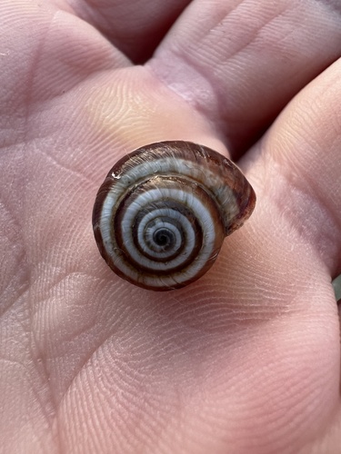 Cernuella virgata