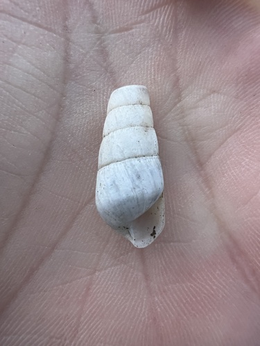 Rumina decollata