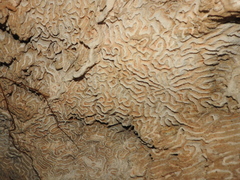 Pseudodiploria strigosa