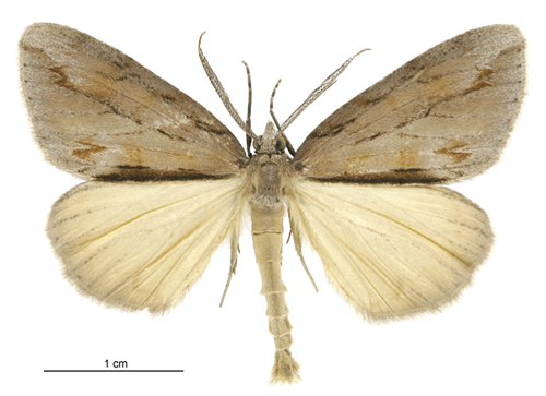 Pseudocoremia lupinata (Felder & Rogenhofer, 1875)