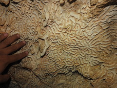 Pseudodiploria strigosa