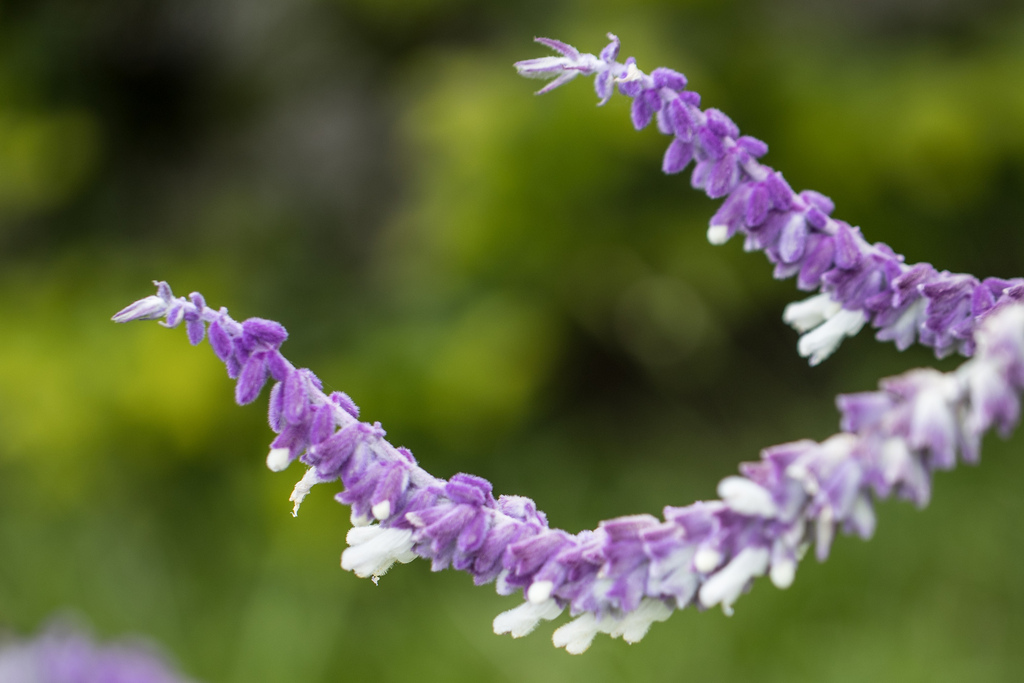 Lavender Thái – Salvia leucantha