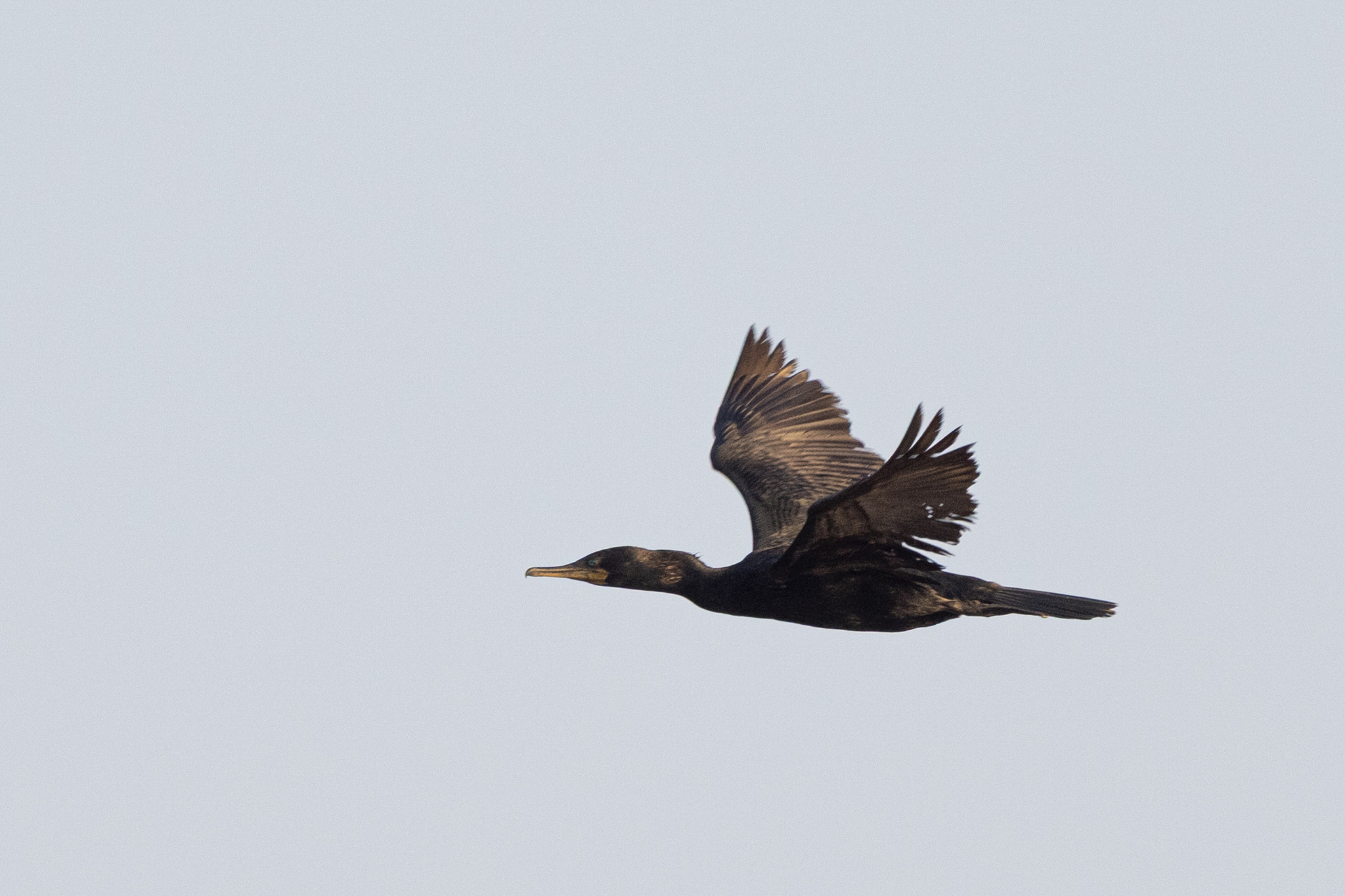 Indian Cormorant (Phalacrocorax fuscicollis), photo 5