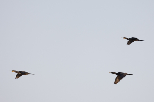 Indian Cormorant (Phalacrocorax fuscicollis), photo 4