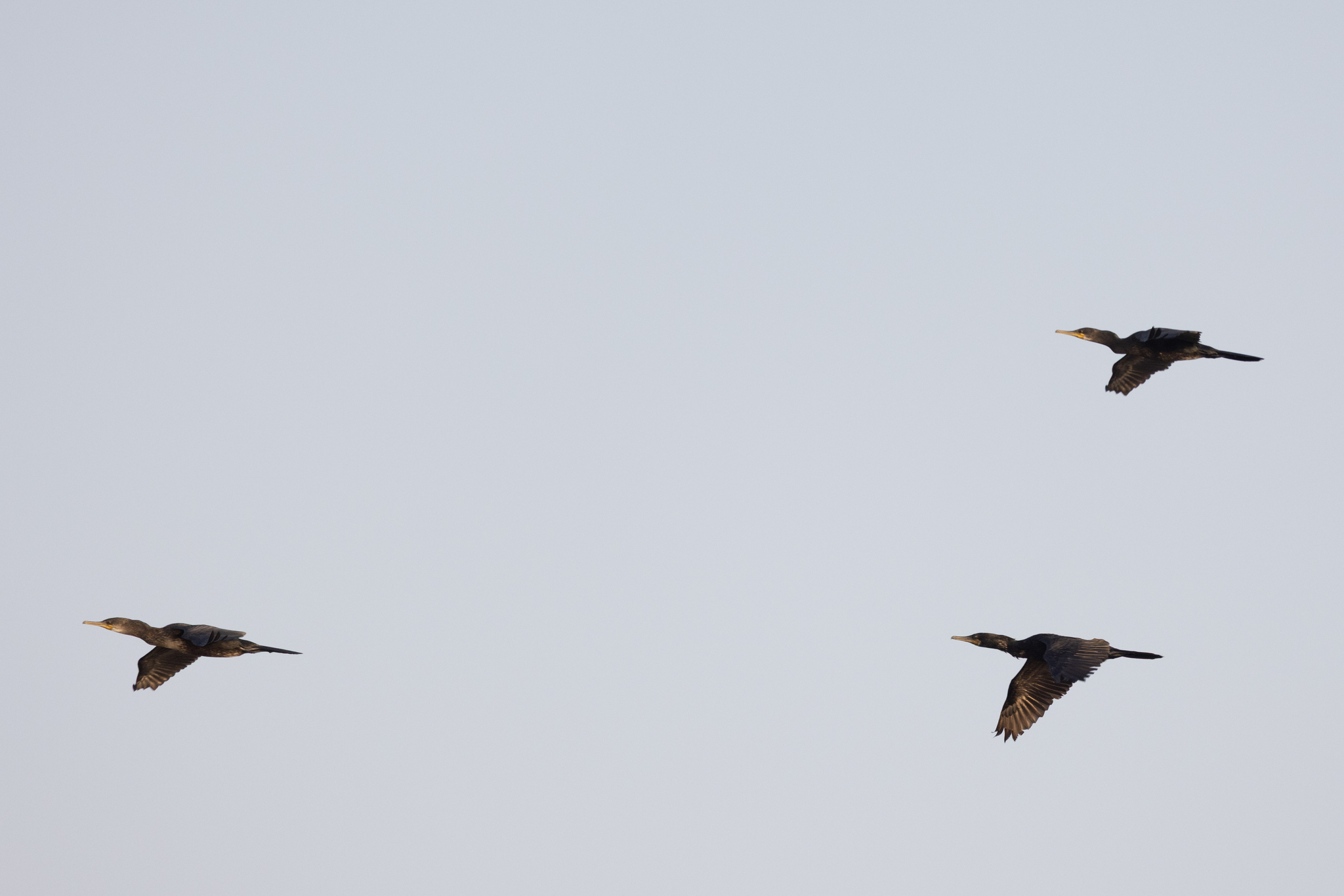 Indian Cormorant (Phalacrocorax fuscicollis), photo 4