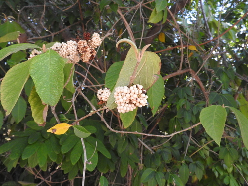 Callicarpa acuminata (Callicarpa acuminata)