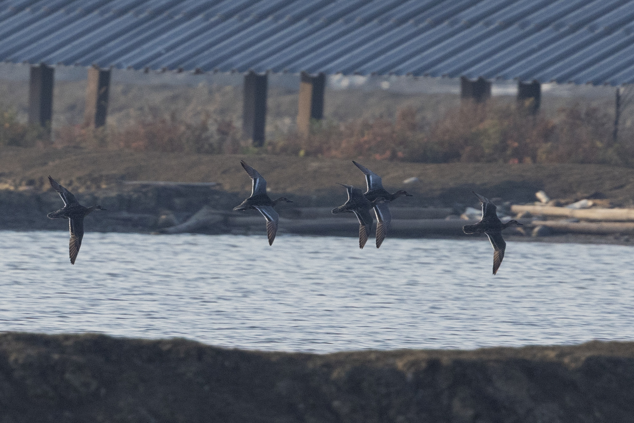 Garganey (Spatula querquedula), photo 6