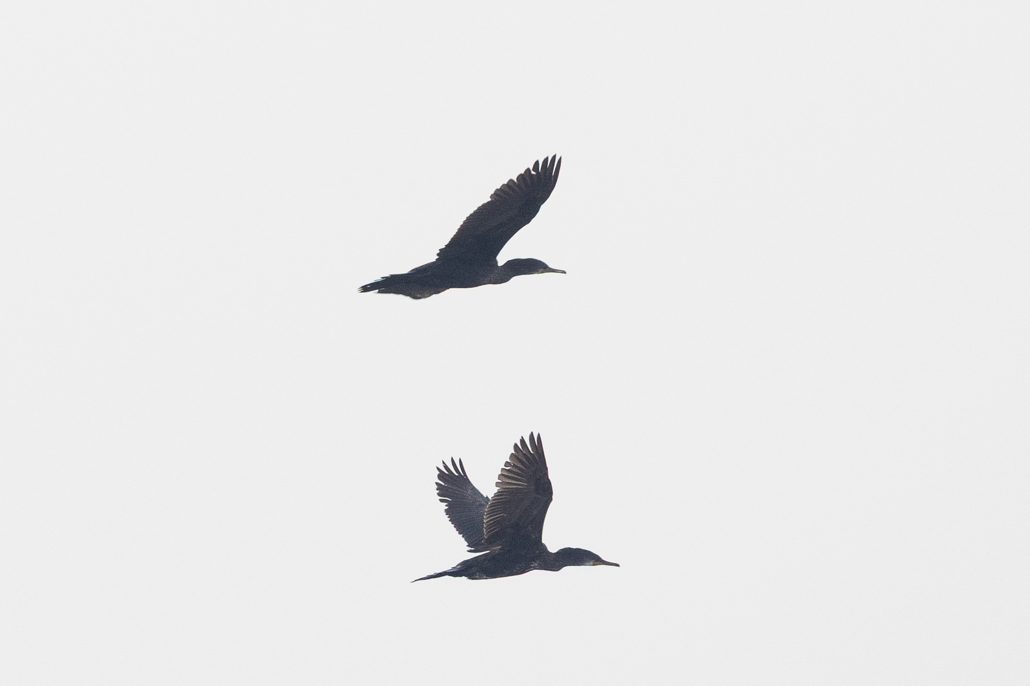 Indian Cormorant (Phalacrocorax fuscicollis), photo 9