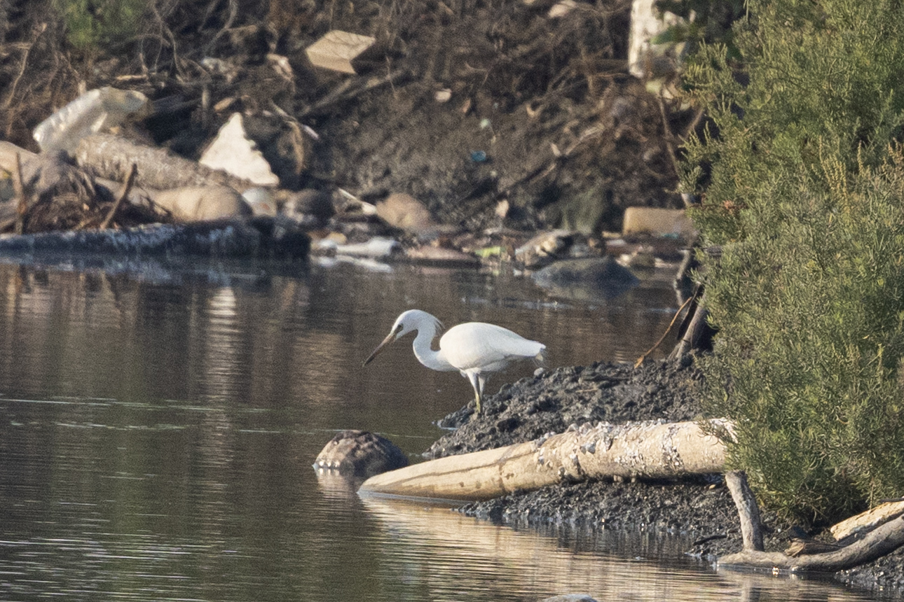 Chinese Egret (Egretta eulophotes), photo 1