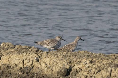 Great Knot (Calidris tenuirostris), photo 3