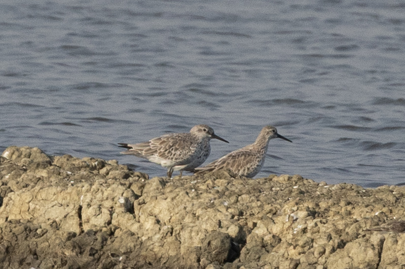Great Knot (Calidris tenuirostris), photo 5