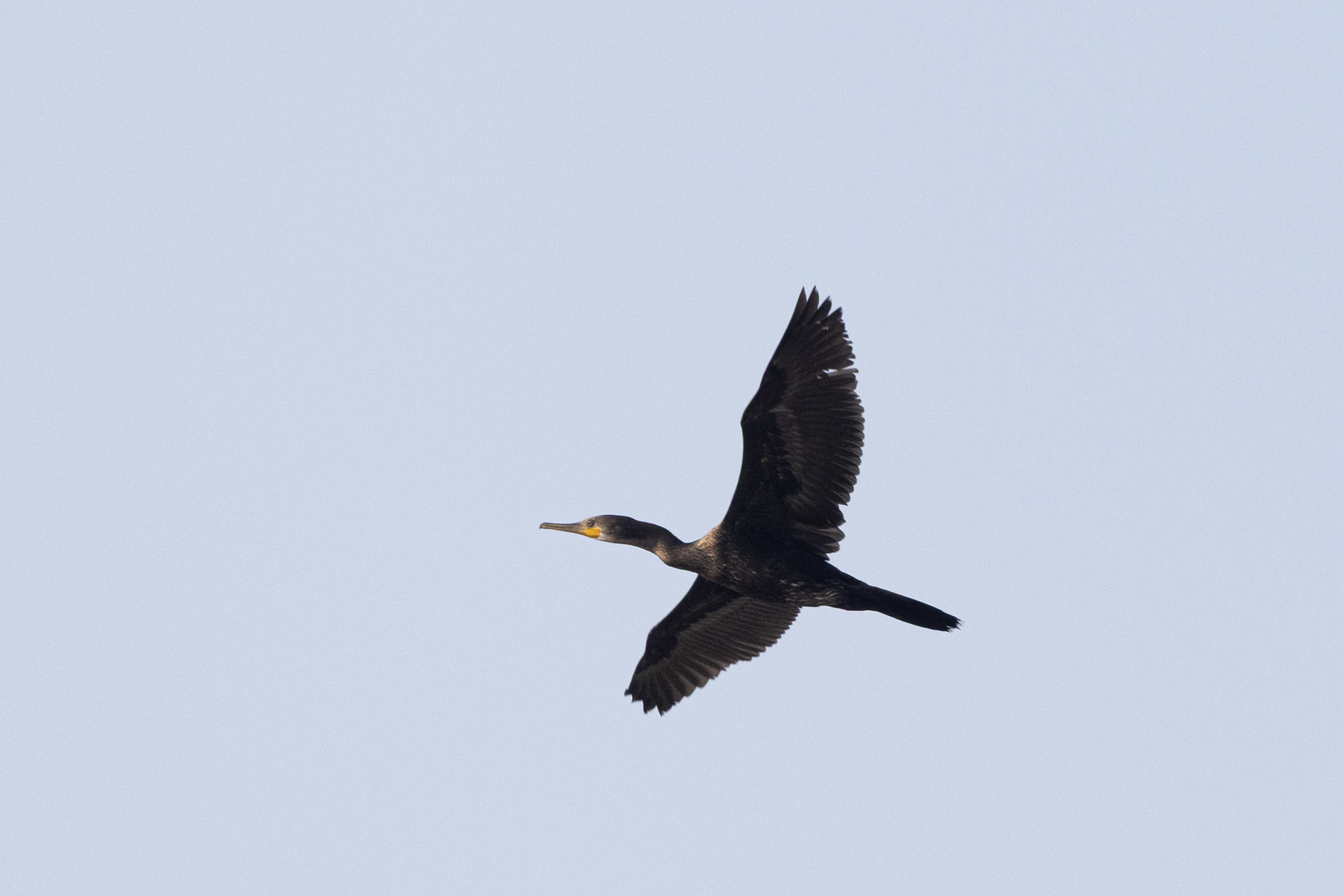 Indian Cormorant (Phalacrocorax fuscicollis), photo 7